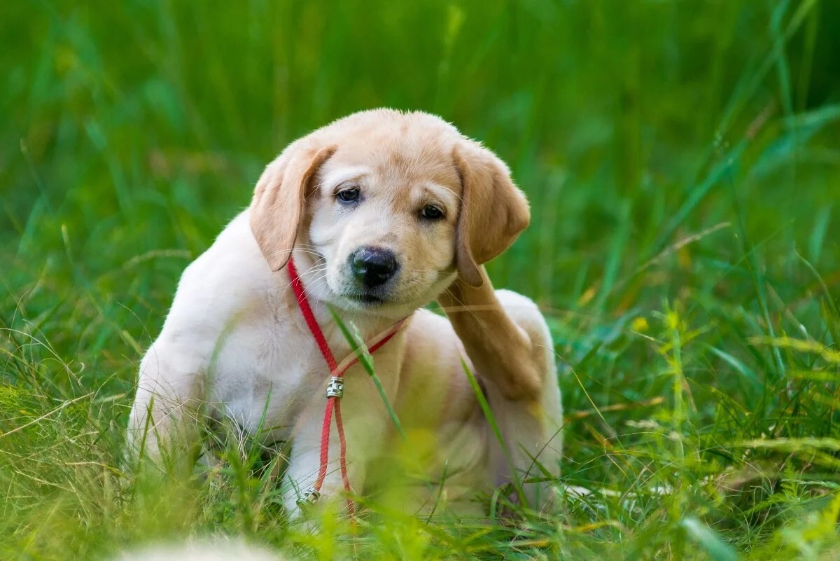 Ultimate Guide to Fleas on Dogs Signs, Treatment & Prevention